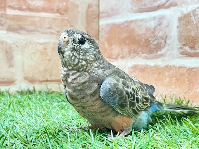 逆にレア!!　アキクサインコのノーマルカラー　2025.8/17撮影