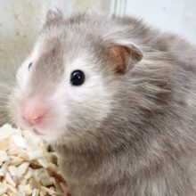 最新画像！セーブルハムスター　まんまるもちもちな女の子♪