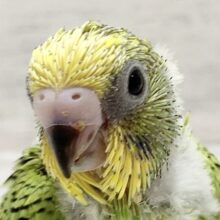 セキセイインコ（グリーンオパーリン）　わたわたのヒナちゃん来ました！