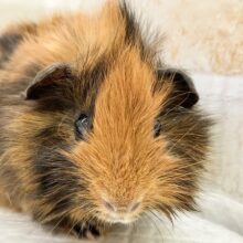 アビシニアンモルモット（三色）　くるくる巻き毛の女の子♪