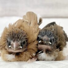 十姉妹　茶色が素敵な2羽が来てくれました！