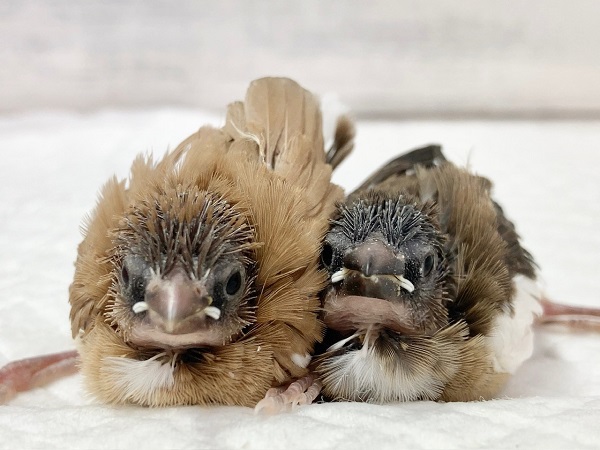 十姉妹　茶色が素敵な2羽が来てくれました！