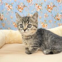 ヨチヨチ歩きの丸顔ボーイ☆　ミヌエットの男のコ　2025.8/30撮影