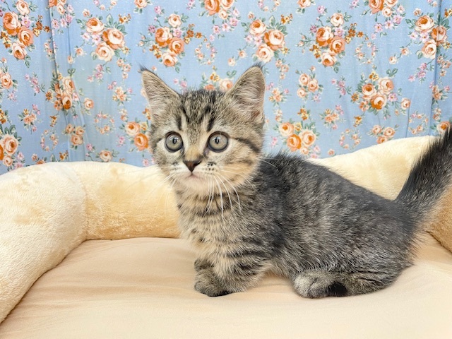 ヨチヨチ歩きの丸顔ボーイ☆　ミヌエットの男のコ　2025.8/30撮影