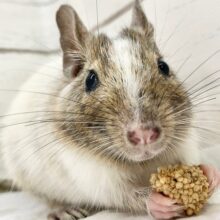 デグー（パイド）　女の子　慎重派だけど馴れそうな予感！