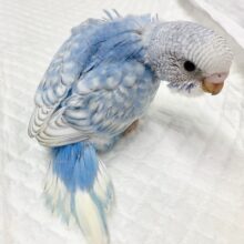 セキセイインコ（ブルースパングル）　振り向き美人？な空色ちゃん！