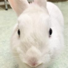 ドワーフホト（ミスカラー）　美人さんだけど実は？ギャップが面白い男の子！