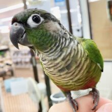 最新画像あり⭐️動画あり⭐️パッチリお目々が魅力的🥺ウロコインコ（グリーン）