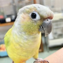 最新画像あり⭐️動画あり⭐️派手だけど渋い？ウロコインコダイリュート～👶