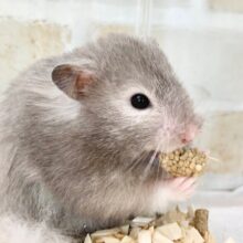 セーブルハムスター　男の子　ちょっとずつなれてきてます♪