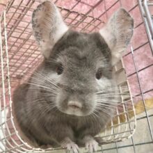 チンチラ（バイオレットエボニー）　女の子　好奇心旺盛！ぐいぐい来る子です♪