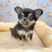 夢の国の使者?!　ロングコートチワワの男のコ　2025.8/23撮影