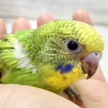 セキセイインコ（グリーンオパーリン）　元気いっぱい猛ダッシュ！