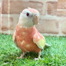 ピンク色のキュートな鳥さん♪　アキクサインコ　ルビノー　2025.8/17撮影