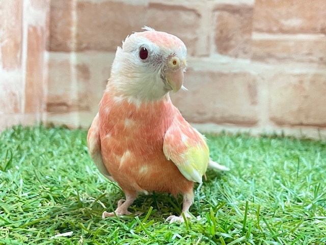 ピンク色のキュートな鳥さん♪　アキクサインコ　ルビノー　2025.8/17撮影