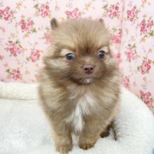 魅惑のもこもこちゃん💕　ハーフ犬（ポメラニアン×チワワ）の女のコ　2025.8/30撮影