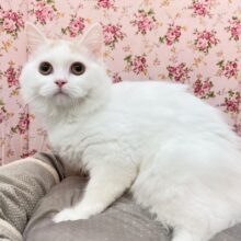 お目々の大きいキュートガール☆　サイベリアンの女のコ  8/3撮影