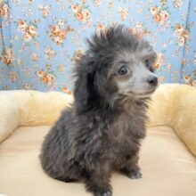 おすまし顔も上手でしょ!?　トイプードルの男のコ　2025.8/30撮影