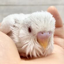 夏休み限定！セキセイインコフェア開催中！