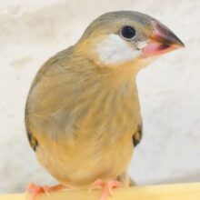 【最新画像更新🪄】🌸睡眠と食欲どっちが勝つの〜？？🐣桜文鳥 ヒナ