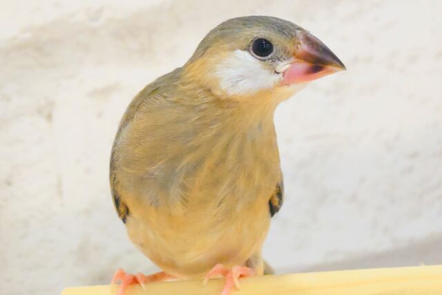 【最新画像更新🪄】🌸睡眠と食欲どっちが勝つの〜？？🐣桜文鳥 ヒナ