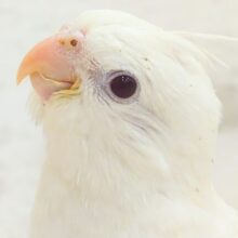 【最新画像更新🪄】ハゲタカみたい🐣可愛さ溢れるオカメインコ🫧(ピュアホワイト) ヒナ