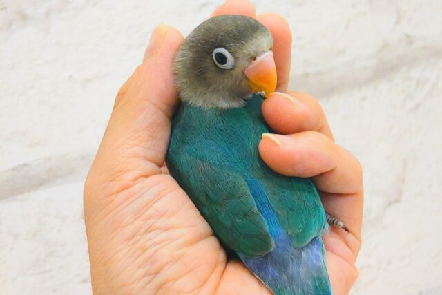 【最新画像更新🪄ひとり餌になりました‪☆】おめめくりくり‪☆紺碧ブルー💙ブルーボタンインコ ヒナ