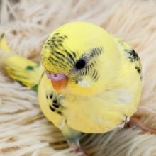 最新画像になります☆　スイーツ界の妖精さん🧚‍♀️🧁セキセイインコ(クリームハルクイン) ヒナ