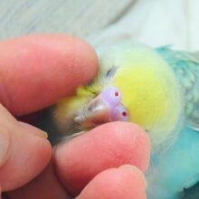 最新画像になりますっ☆　王道レインボー👑🌈　セキセイインコ（パステルレインボー）