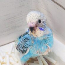 お迎えするとーーー　もれなく楽しい生活、まってますっ♫　セキセイインコ　オパーリン～～