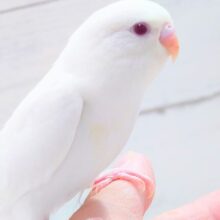 最新画像になります☆　ほわほわホワイト🤍🤍セキセイインコ（アルビノ）