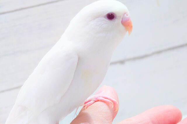 最新画像になります☆　ほわほわホワイト🤍🤍セキセイインコ（アルビノ）