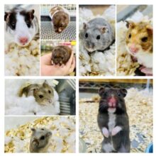 柏店ハムスター在舎情報～(^_-)-☆