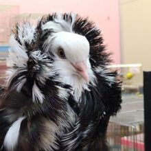 ジャコビン鳩再び！アレクサンダー様ご降臨✨