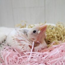 純白🤍ヒナヒナ白文鳥さん来ましたよ〜