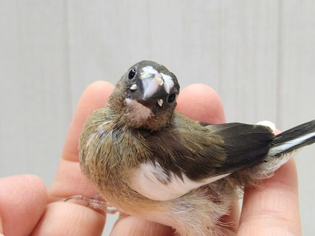 ツートンカラーな美形❇️十姉妹ヒナさん