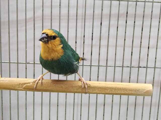 レアフィンチ！日の丸鳥さん🇯🇵いますよ〜