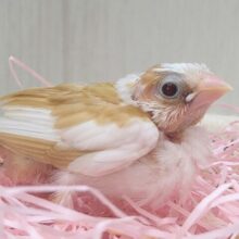 キラキラ✨ルビーアイな十姉妹ヒナさんいますよ〜