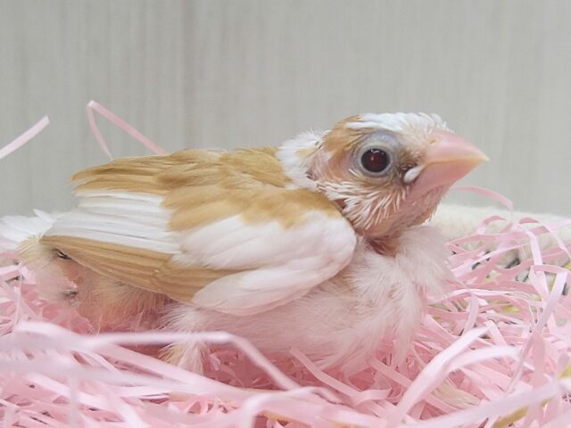 キラキラ✨ルビーアイな十姉妹ヒナさんいますよ〜