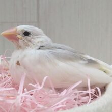 淡いピンクのクチバシが可愛い🌸白文鳥ヒナさんいますよ〜