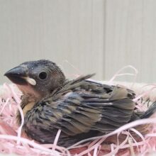 今限定！パヤパヤヒナ毛の桜文鳥ヒナさんきましたよ〜