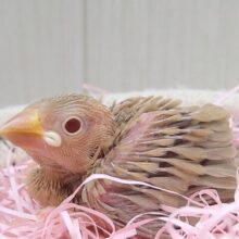 キラキラ❇️ルビーアイがチャームポイント！シナモン文鳥ヒナさんきましたよ〜