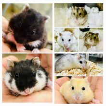 珍種！珍カラ！がやってきた今週の柏店ハム情報♪♪