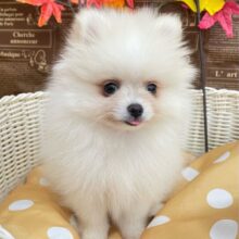 あざといポメたん💞ポメラニアン(クリーム)🍨女の子💕‪2025年7月24日生まれ