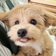 最新画像！きゅーん！ぎゅっと抱きしめるよ！チワプーちゃん