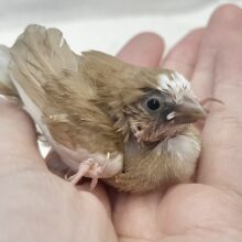 ミルクチョコレート🍫🤍十姉妹（色変わり）