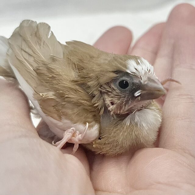 ミルクチョコレート🍫🤍十姉妹（色変わり）