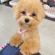 💖大人気ミックス犬💖マルチーズ✖️トイプードル(クリーム)🍨女の子💕‪2025年3月27日生まれ