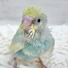 ミントとレモンのハーモニー🌱🍋セキセイインコ（パステルレインボーパイド）