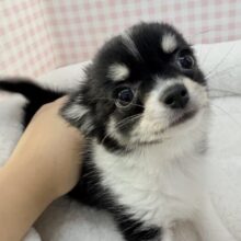 最新画像📷チィくん来たよ！ブラック&ホワイトのチワワくん！